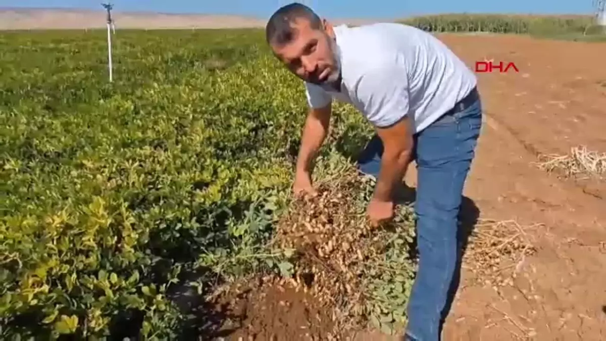 Nusaybin’de Yer Fıstığı Denemesi