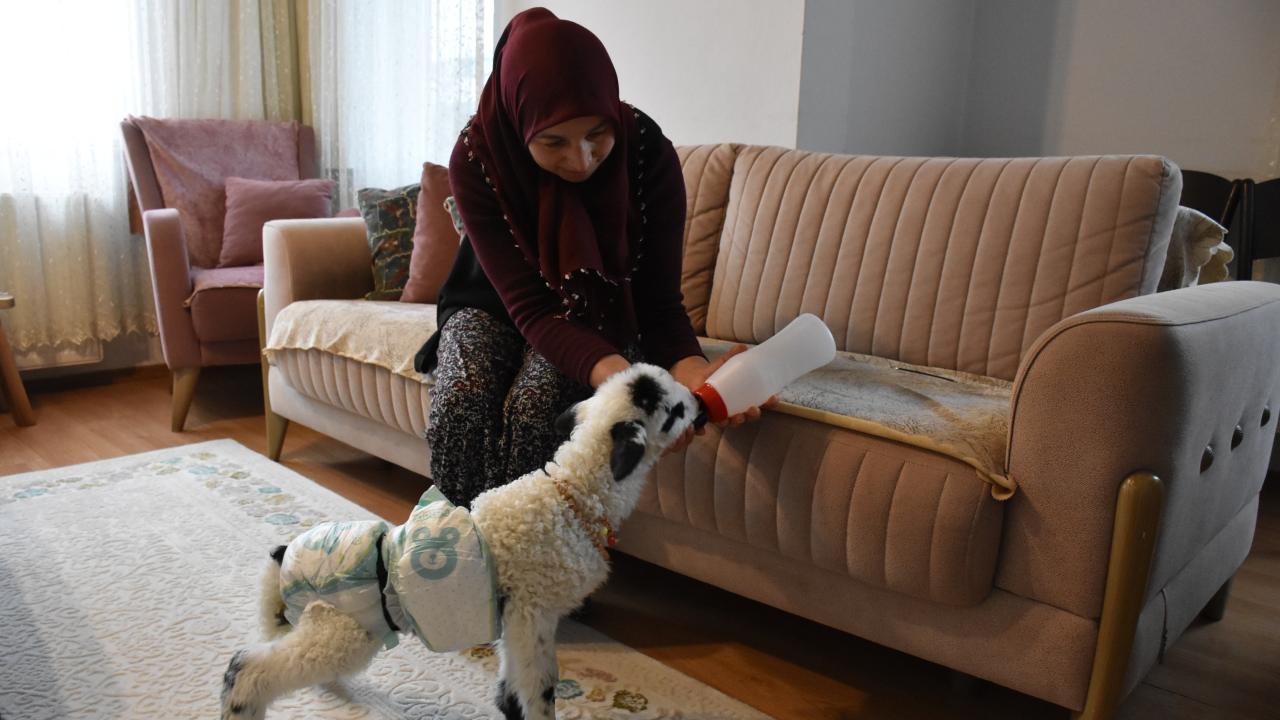 Evinde biberonla beslediği kuzuyla mahallede de geziyor